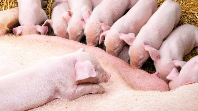 Maximise colostrum quality and vaccinal response with beta glucans: your herd’s ultimate defence! 