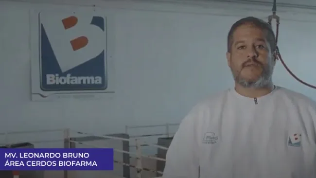 Nutrición y maternidad: claves para el éxito en granjas porcinas