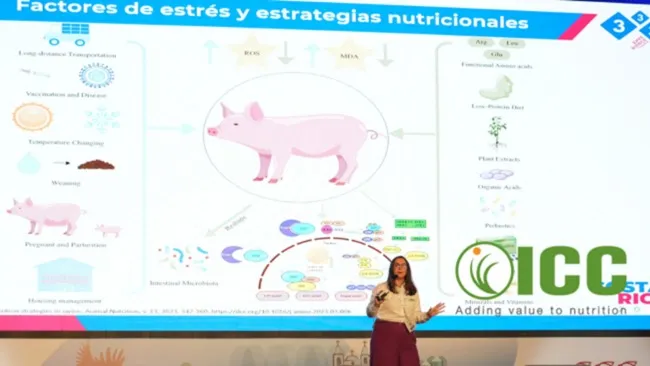 [Cápsula 2] El impacto del estrés térmico y la microbiota en el rendimiento porcino