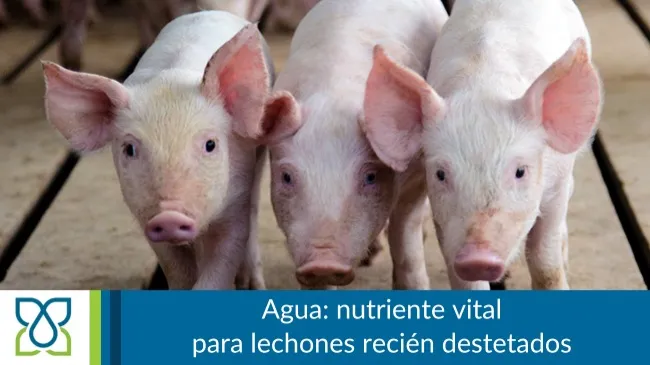 Agua: el nutriente más importante para los lechones recién destetados