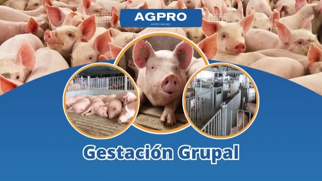 Innovación en el bienestar animal: Agpro y el futuro del alojamiento de cerdas reproductoras