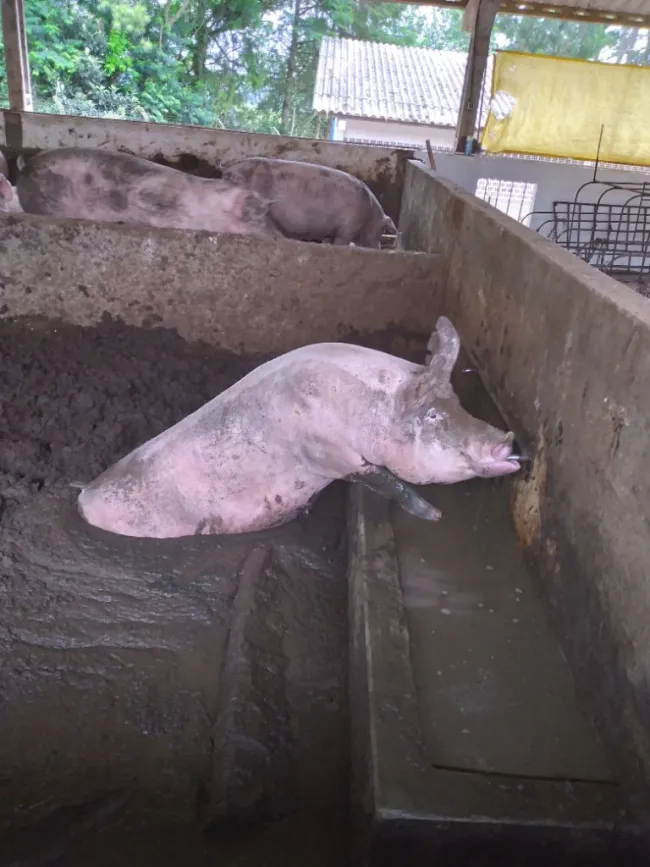 bem estar animal