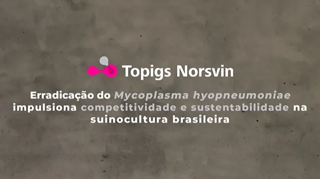 Pneumonia enzoótica: uma das principais causas de perdas na produção suína
