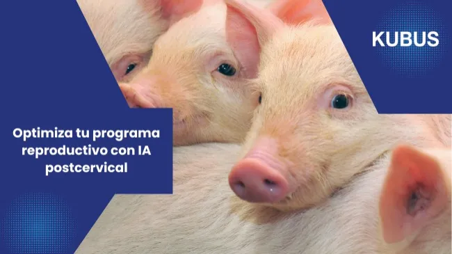 Inseminación artificial postcervical: recomendaciones y prácticas para resultados consistentes