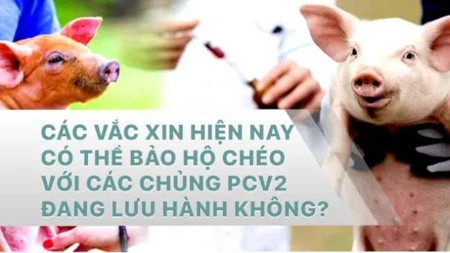 BẢO HỘ CHÉO CÁC CHỦNG PCV2 ĐANG LƯU HÀNH