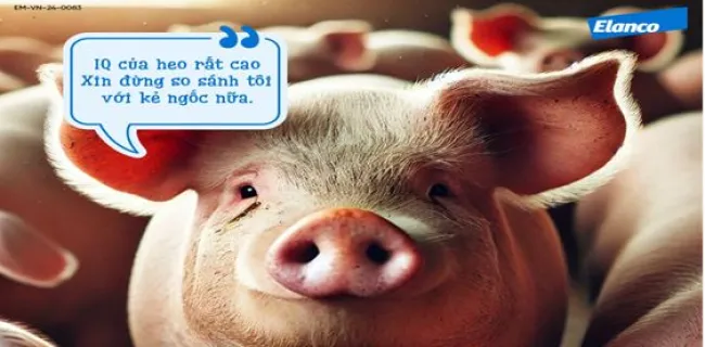🔎 3 ĐIỀU THÚ VỊ GIẢI MÃ TRÍ THÔNG MINH CỦA HEO