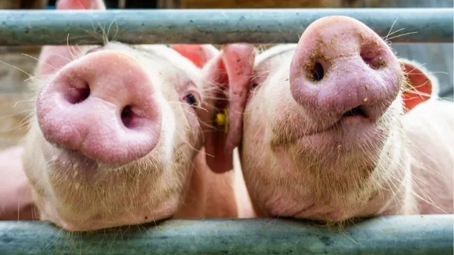 Per la salute respiratoria dei suini c’è PULMOMIX: la soluzione naturale di Pitpharm