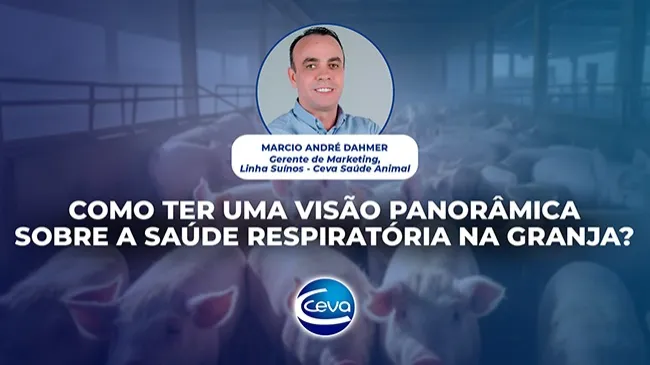 Desafios das doenças respiratórias na suinocultura