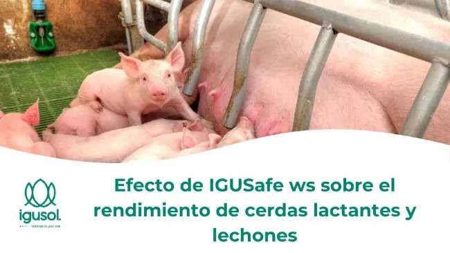 Efecto de IGUSafe WS sobre el rendimiento de cerdas lactantes y lechones
