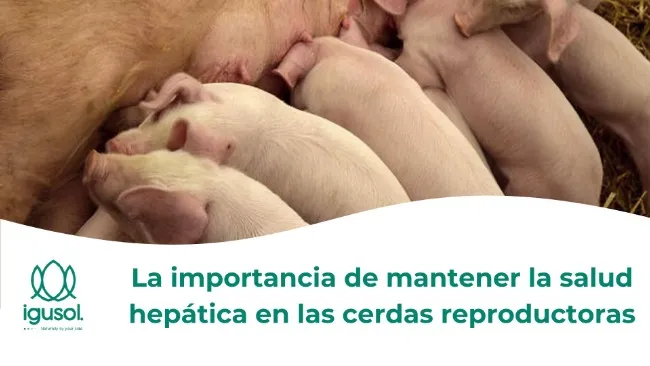 La importancia de mantener la salud hepática en las cerdas reproductoras