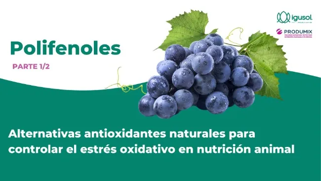 Polifenoles (1/2) - Alternativas antioxidantes naturales para controlar el estrés oxidativo en nutrición animal