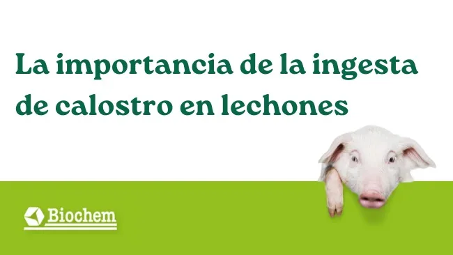 La importancia de la ingesta de calostro en lechones 