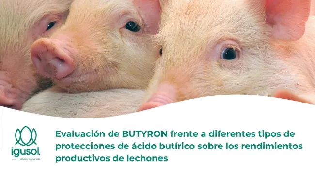 Evaluación de BUTYRON frente a diferentes tipos de protecciones de ácido butírico sobre los rendimientos productivos de lechones