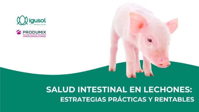 SALUD INTESTINAL EN LECHONES: ESTRATEGIAS PRÁCTICAS Y RENTABLES