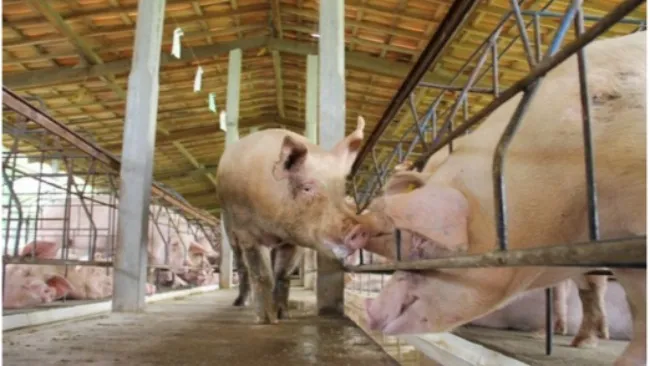 Lợn đực thí tình và ảnh hưởng của nó lên khả năng phát hiện động dục ở lợn nái hậu bị. 