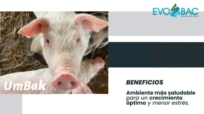 Umbak: Innovación en la reducción de amoniaco en sistemas de cama profunda