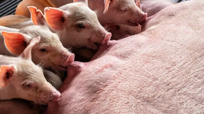 Colostrum excellence: hyperprolific sows delivering top notch colostrum – superior start for piglets!