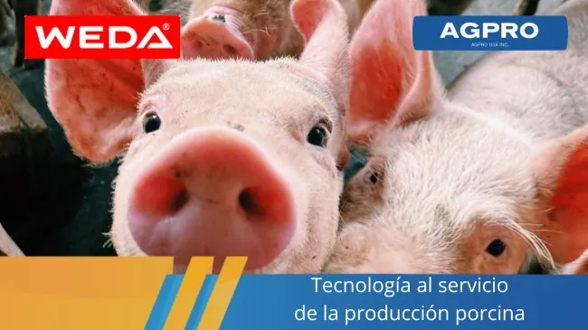 Opti.Station de WEDA: innovación en alimentación electrónica para cerdas