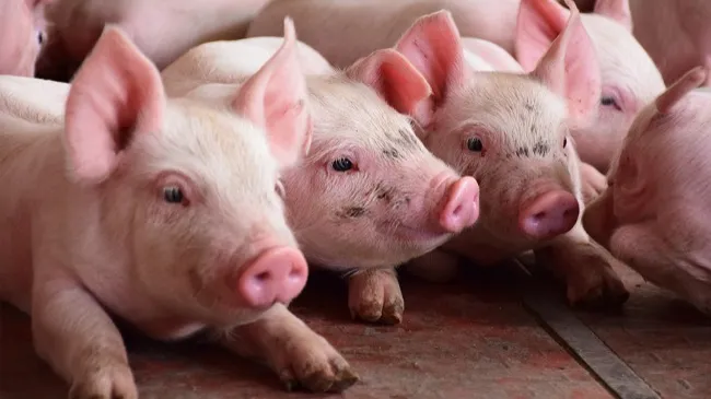 Tonisity PxW as a Solution to Post-Weaning Challenges