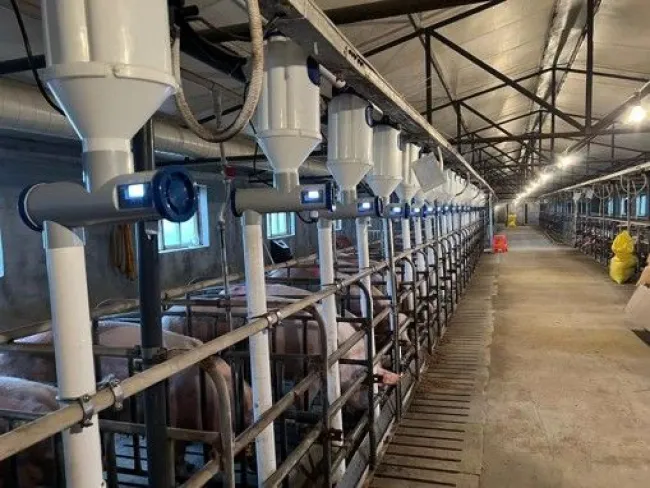 How to Optimize Smart Feeder Settings for Sows at Different Life Stage...