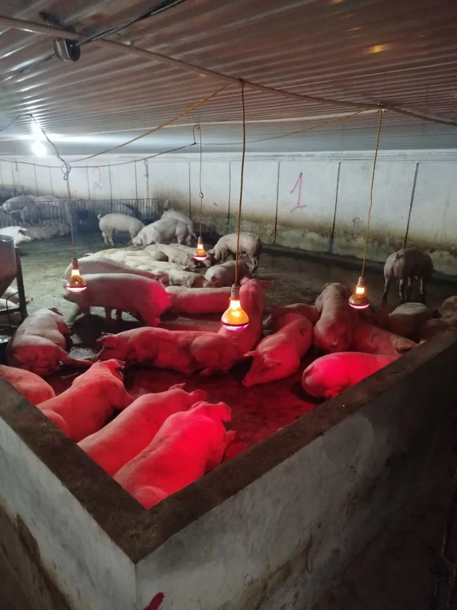 Bổ sung bóng úm cho heo thịt vào mùa đông ở miền Bắc V...