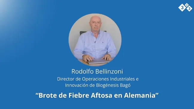La influencia del brote de fiebre aftosa para el mercado porcino