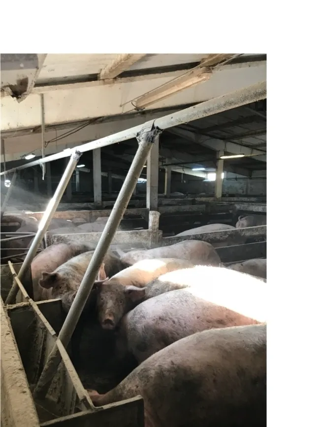 “Ad libitum “ late gestation sows in group after 35 days ! 