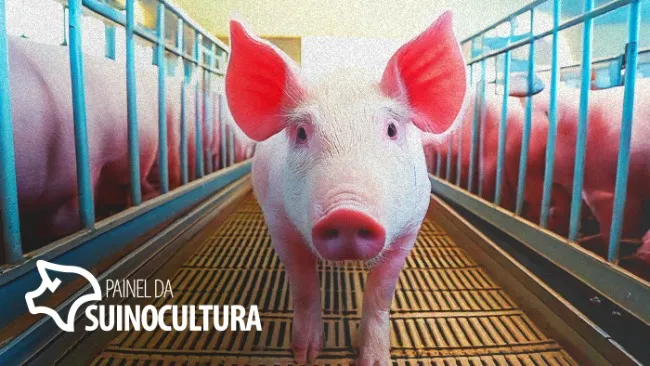Quais são as estratégias para reduzir a circulação do Mycoplasma na granja e promover saúde pulmonar?