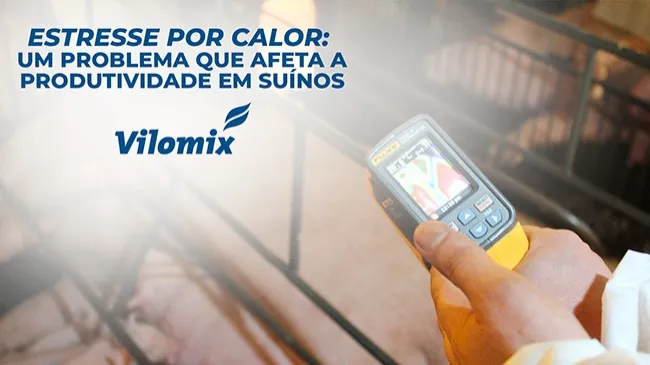 Impactos do estresse térmico na suinocultura 