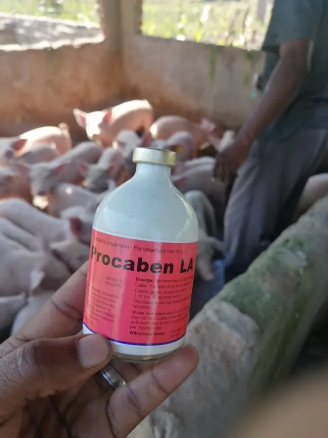             CHALLENGES OF PIG FARMING IN ZIMBABWE
