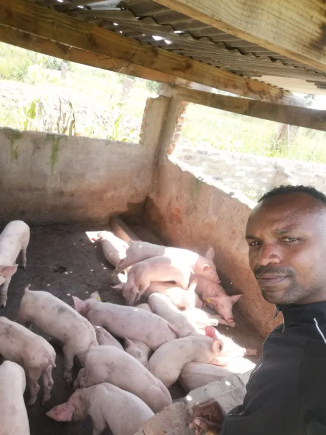 CHALLENGES OF PIG FARMING IN ZIMBABWE