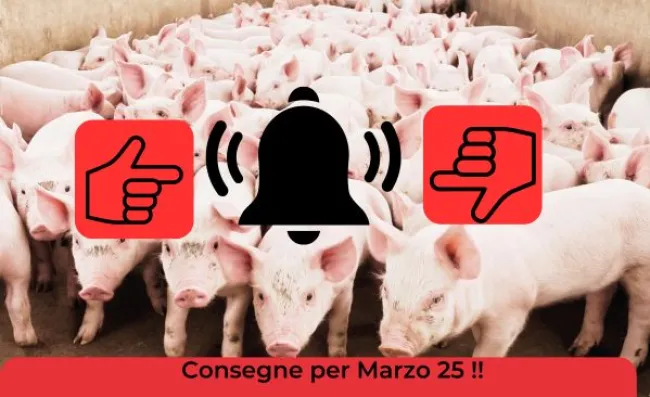 Aperte prenotazioni per consegna scrofette F1 ANAS per marzo 2025. Aff...