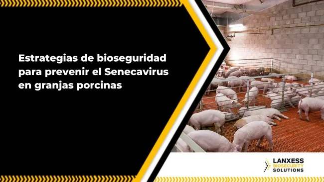 Bioseguridad como herramienta en el control y prevención del Senecavirus