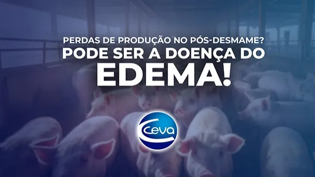 Como identificar e controlar a doença na granja