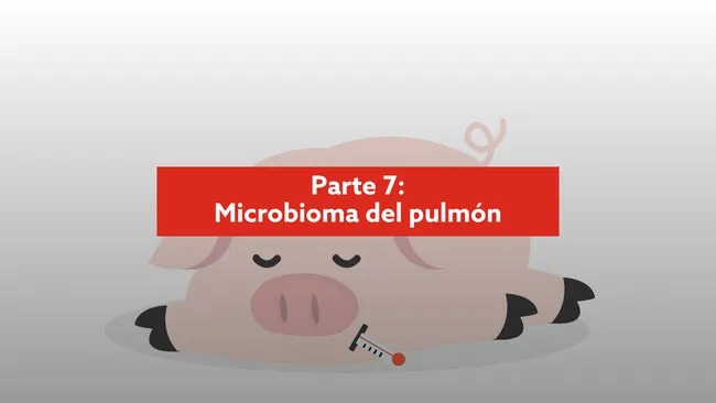 Tracto respiratorio: cómo está vinculado con el intestino y los factores estresantes 