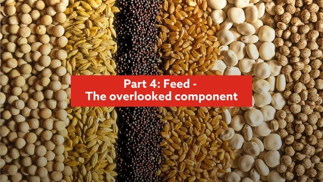The overlooked component: Feed as a source of Neurochemicals