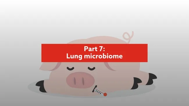 Respiratory Tract – how it is linked with the gut and stressors 