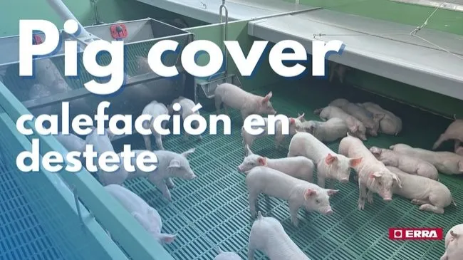 PIG COVER