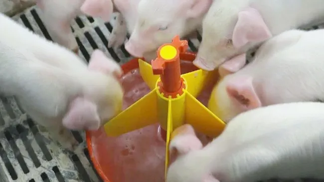 How Tonisity Px Improves Piglet Health and Profits in 20 seconds