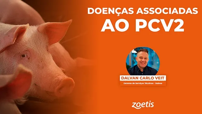 Tudo o que você precisa saber sobre o circovírus suíno tipo 2