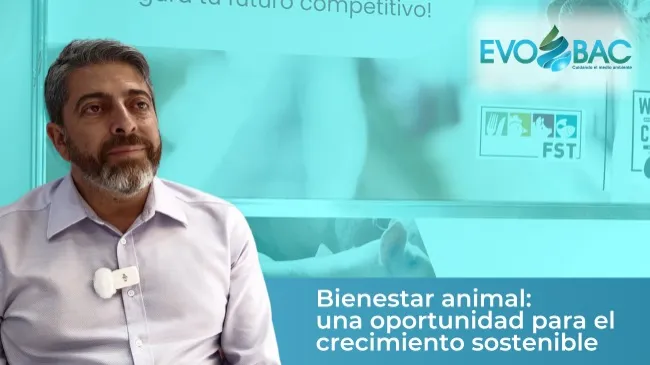 Claves para avanzar en bienestar animal en la porcicultura