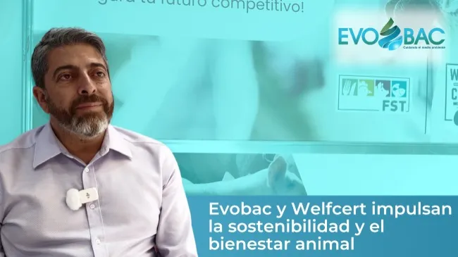 Bienestar animal y sostenibilidad: el futuro de la porcicultura