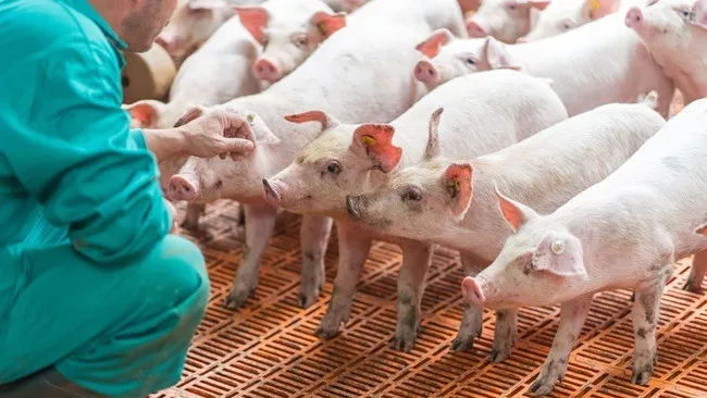 MSD Salud Animal lanza en Argentina nueva vacuna viva contra la enfermedad de Aujeszky