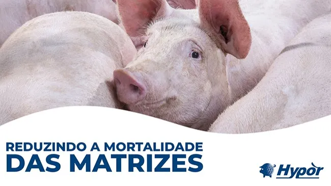 O caminho para a rentabilidade
