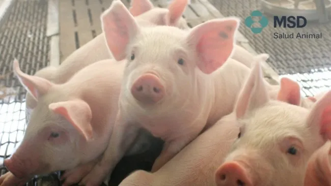 La industria porcina en alerta por nuevos brotes de la enfermedad