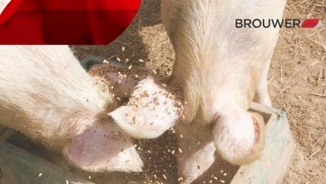 Control de micotoxinas: enfocando el problema