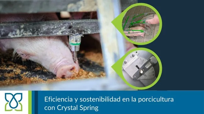 Crystal Spring: innovación y eficiencia en la producción porcina