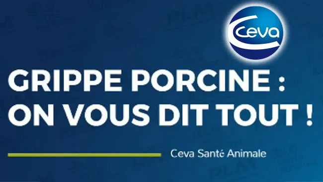 Grippe Porcine, on vous dit tout !
