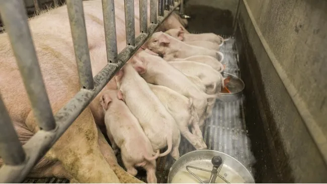 Sekret zdrowej chlewni - rozwiązanie, które robi różnicę