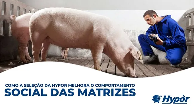 Descubra como a seleção da Hypor pode melhorar o bem-estar das matrizes e dos produtores